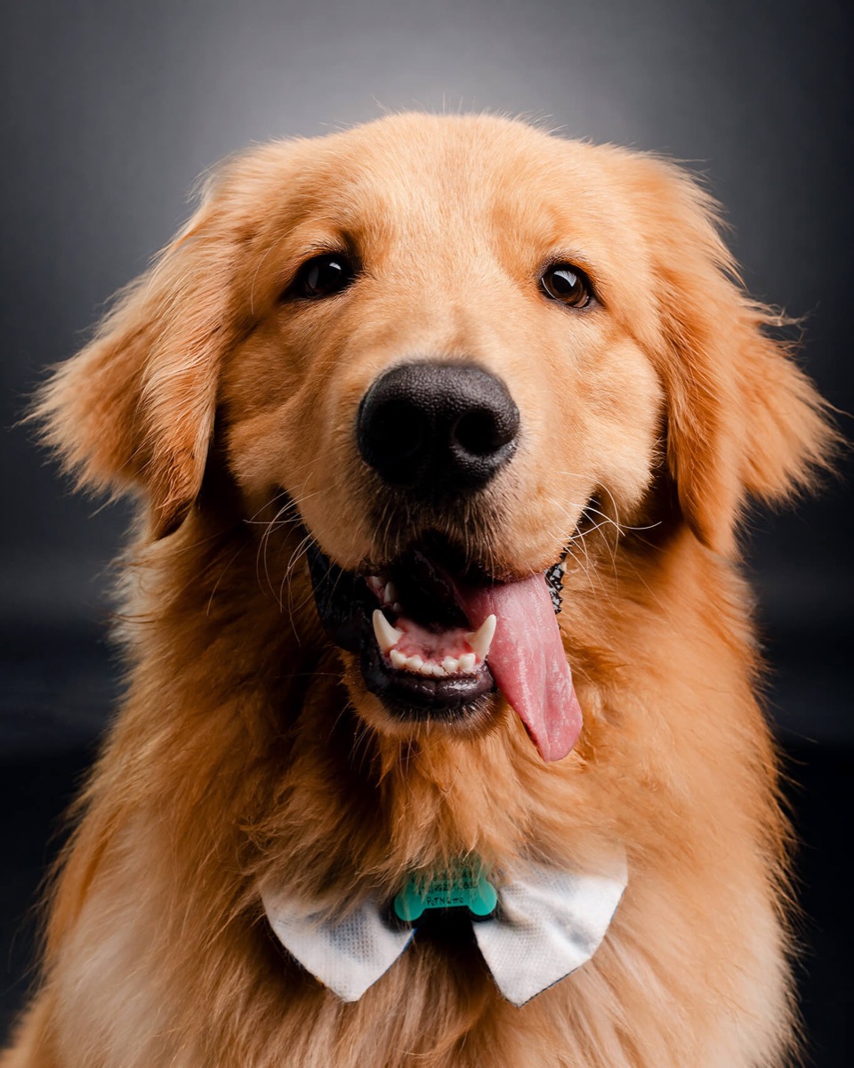 Retrato de estúdio de um golden retriever feito por Jésus Lopes